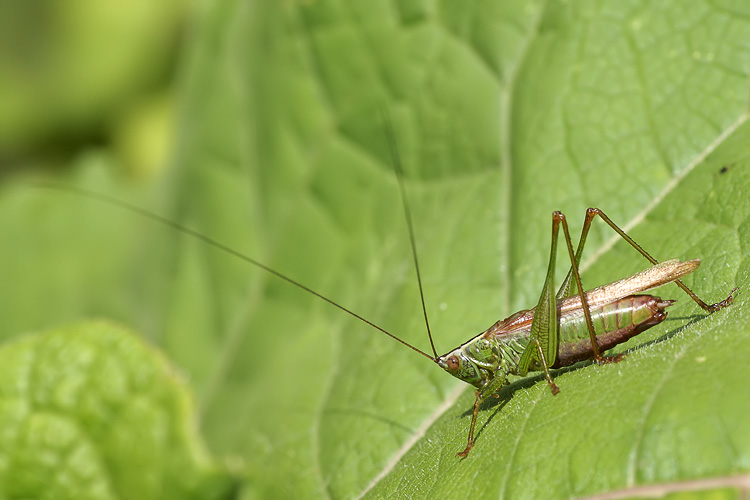 Conocephalus fuscus